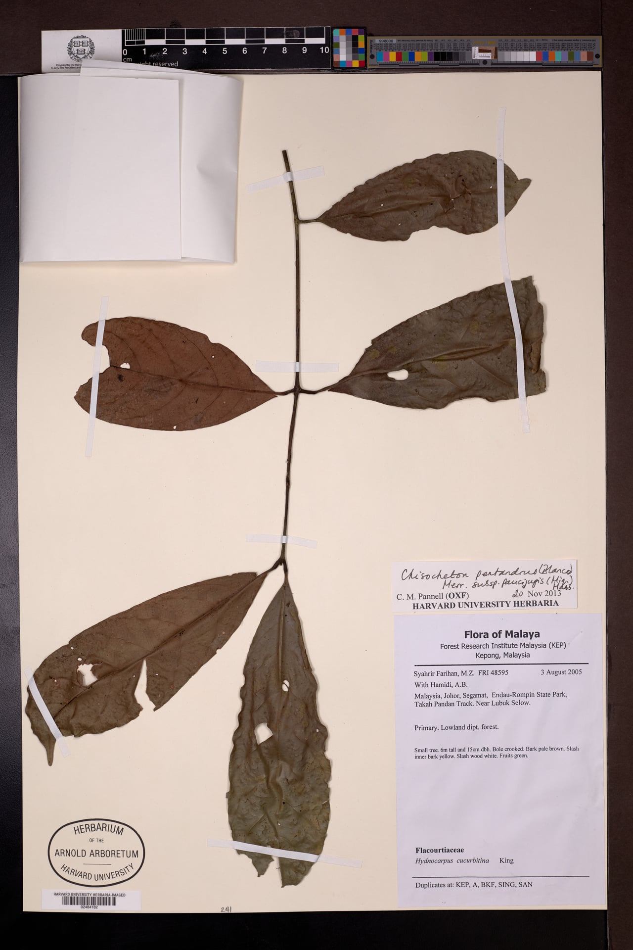 Chisocheton pentandrus — photo
