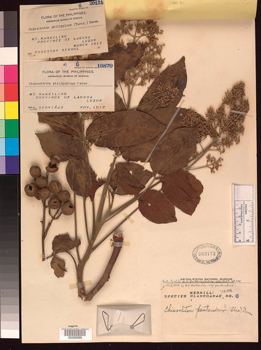 Chisocheton pentandrus