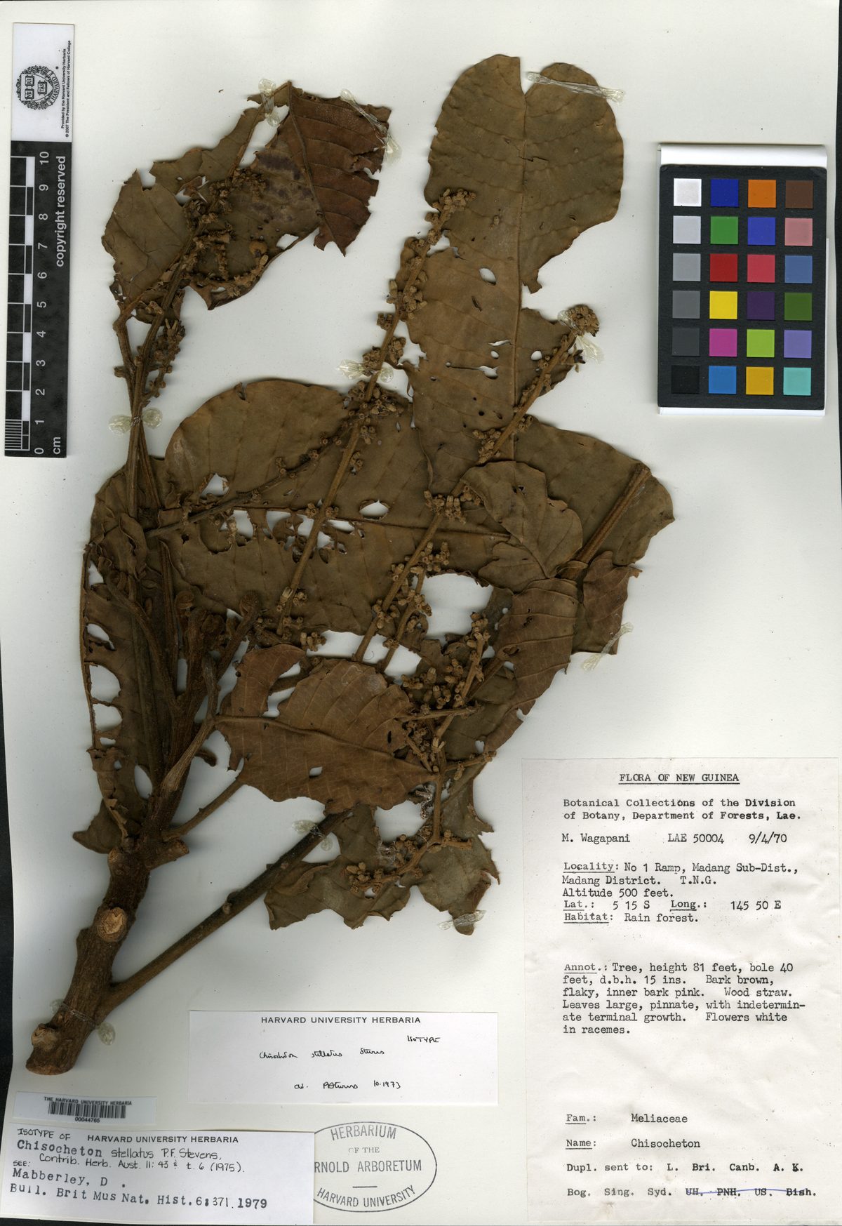 Chisocheton stellatus — photo