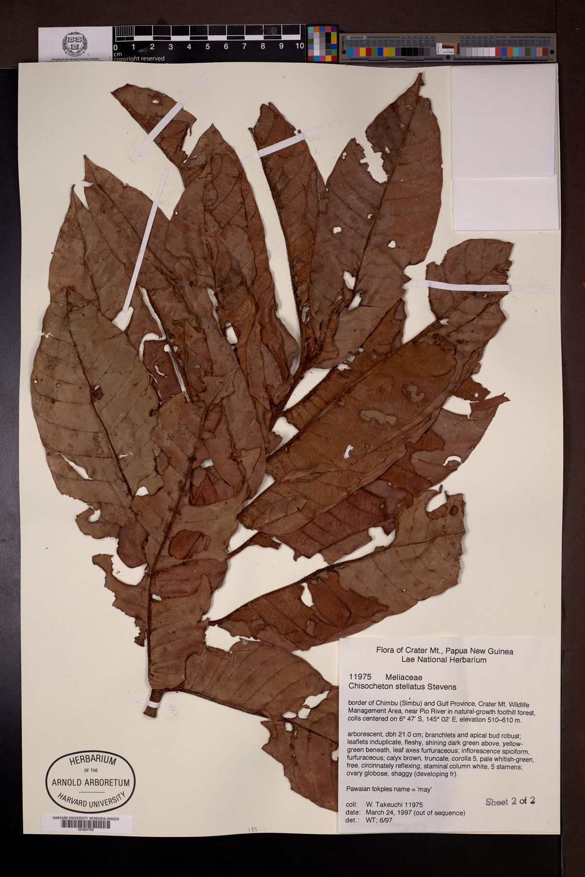 Chisocheton stellatus