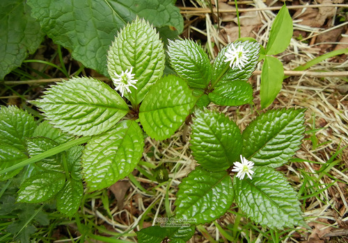 Chloranthus japonicus (Silver thread herb) — photo