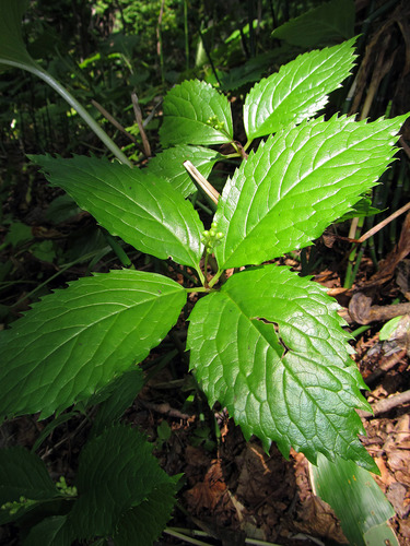 Chloranthus japonicus (Silver thread herb) — photo