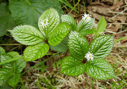 Chloranthus japonicus