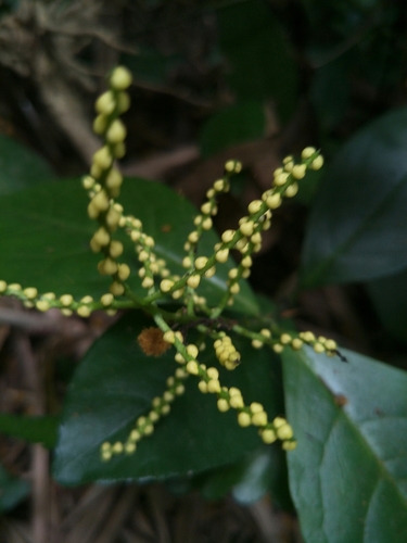 Chloranthus spicatus (Golden millet orchid) — photo