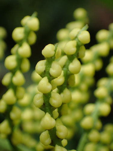 Chloranthus spicatus (Golden millet orchid) — photo