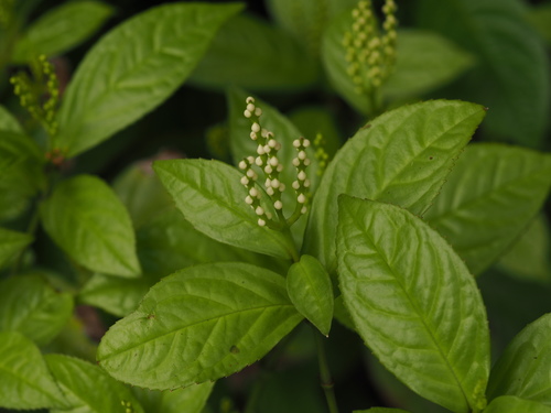 Chloranthus spicatus