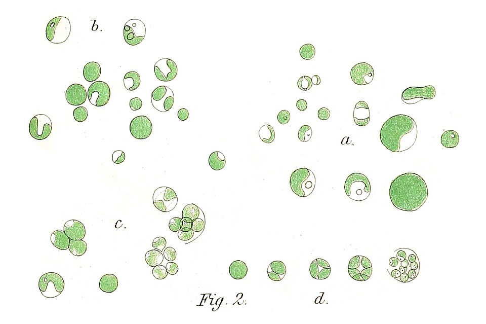 Chlorella vulgaris (Chlorella) — photo