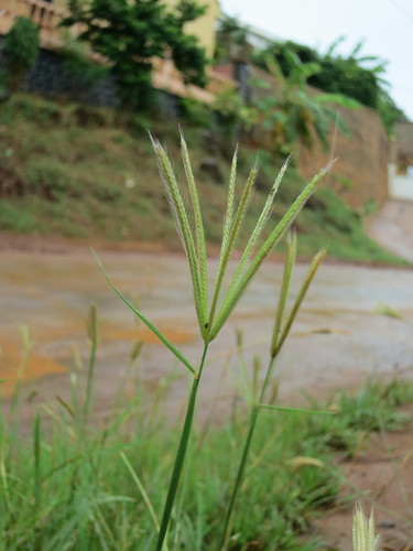 Chloris prieurii