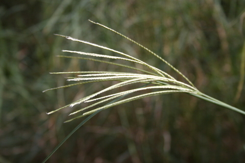 Chloris robusta