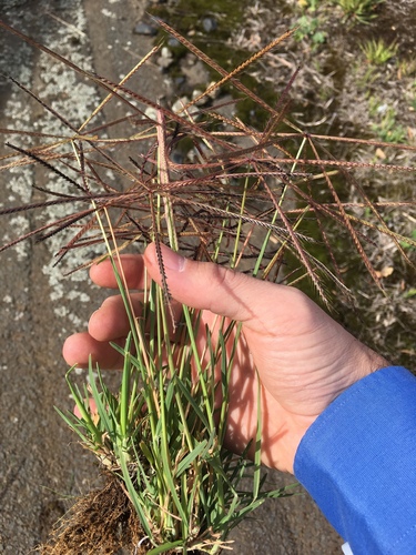 Chloris truncata (Windmill grass) — photo