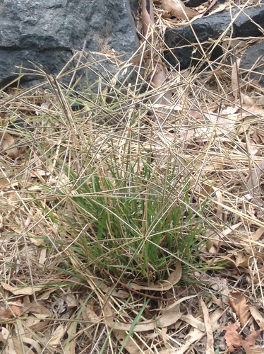 Chloris truncata (Windmill grass) — photo
