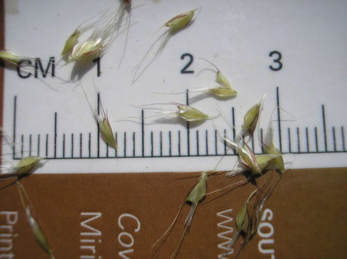 Chloris virgata (Feather top finger grass) — photo