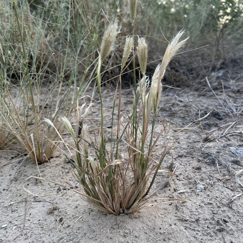 Chloris virgata (Feather top finger grass) — photo