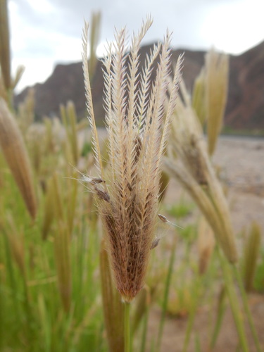 Chloris virgata