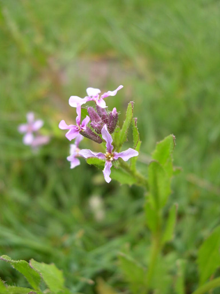 Chlorispora tenella