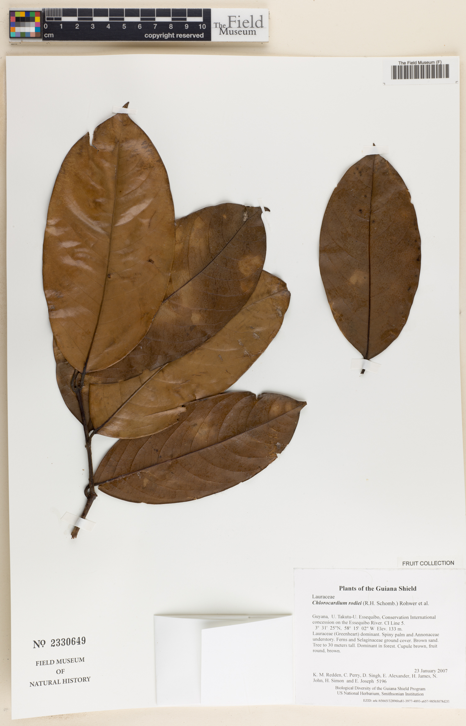 Chlorocardium rodiei (Demerara greenheart) — photo