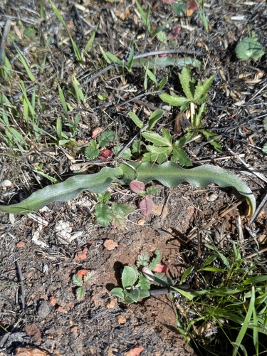 Chlorogalum parviflorum (Smallflower soapplant) — photo