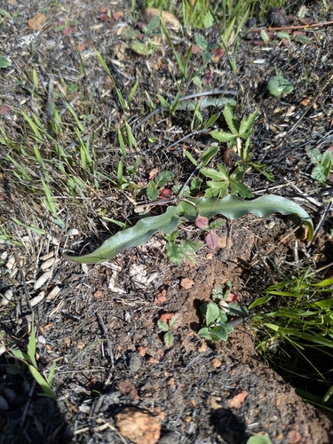Chlorogalum parviflorum (Smallflower soapplant) — photo