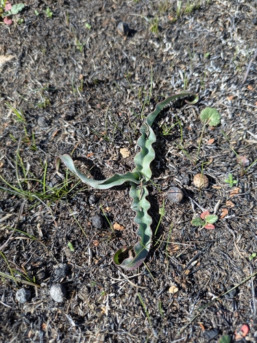 Chlorogalum parviflorum