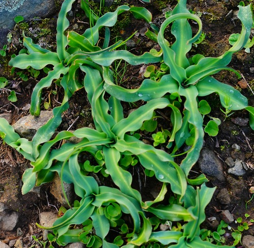 Chlorogalum pomeridianum (Soap lily) — photo
