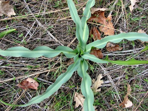 Chlorogalum pomeridianum (Soap lily) — photo