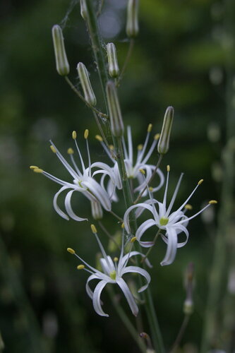 Chlorogalum pomeridianum