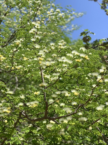 Chloroleucon mangense var. leucospermum — photo
