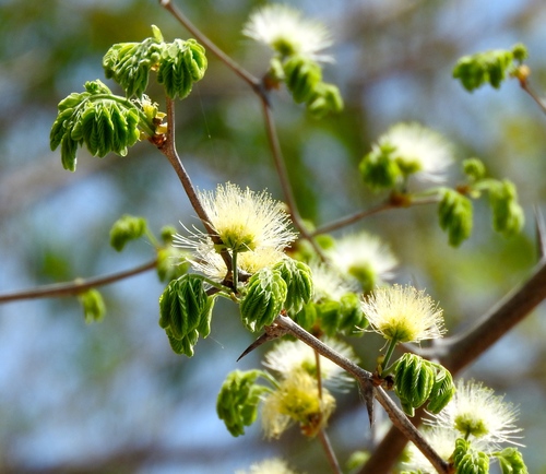 Chloroleucon mangense var. leucospermum — photo