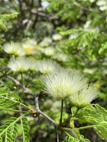 Chloroleucon mangense var. leucospermum