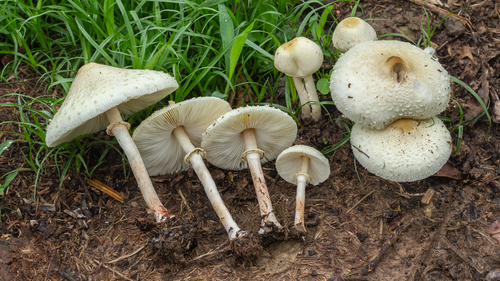 Chlorophyllum hortense — photo
