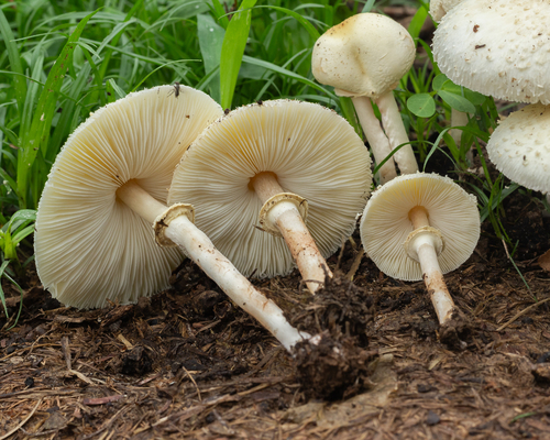 Chlorophyllum hortense — photo