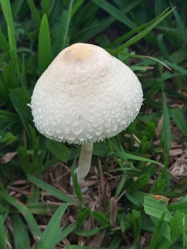 Chlorophyllum hortense