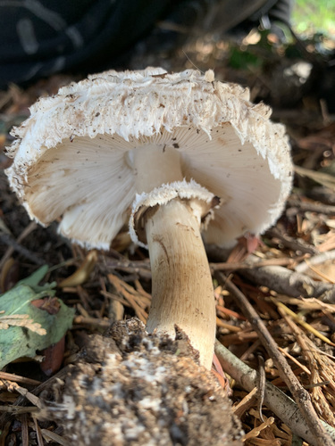 Chlorophyllum rhacodes — photo