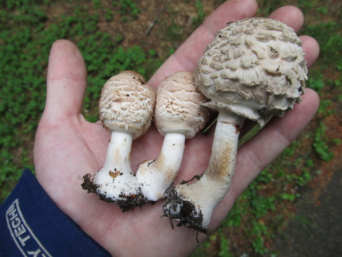 Chlorophyllum rhacodes — photo