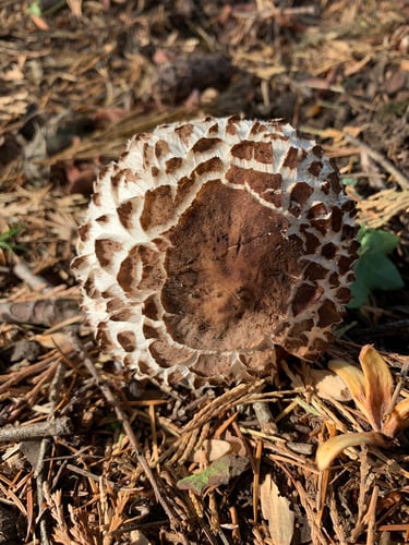 Chlorophyllum rhacodes