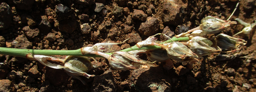 Chlorophytum anceps (Grass flower) — photo