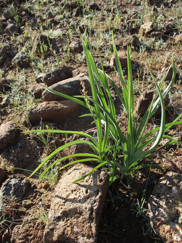 Chlorophytum anceps