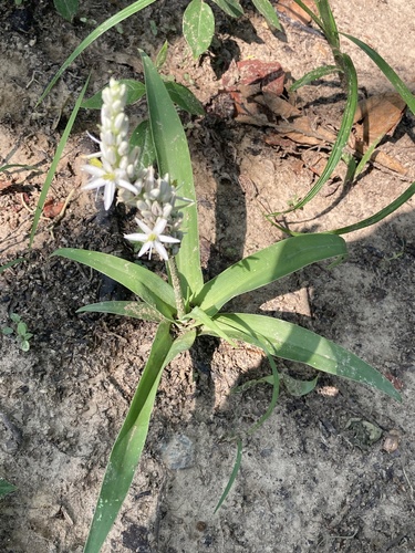 Chlorophytum arundinaceum — photo