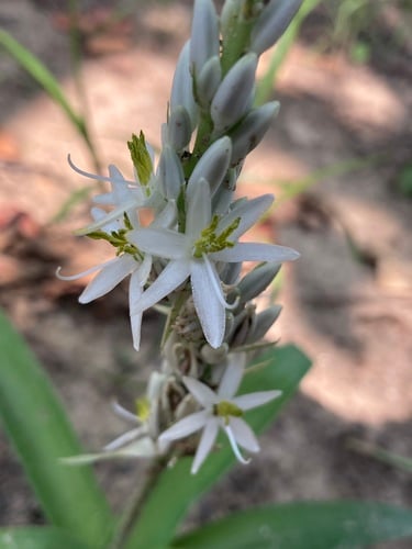 Chlorophytum arundinaceum