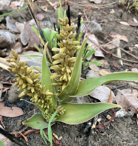 Chlorophytum blepharophyllum — photo
