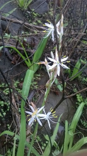 Chlorophytum borivilianum (Kulai) — photo