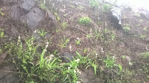 Chlorophytum borivilianum (Kulai) — photo