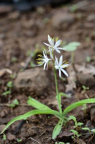 Chlorophytum borivilianum