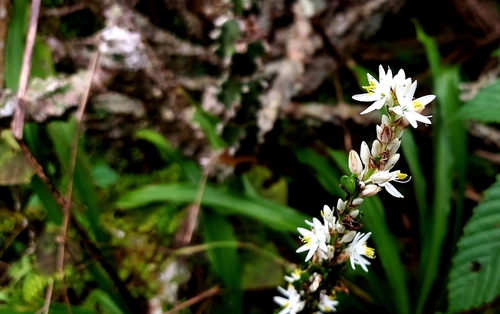 Chlorophytum breviscapum — photo