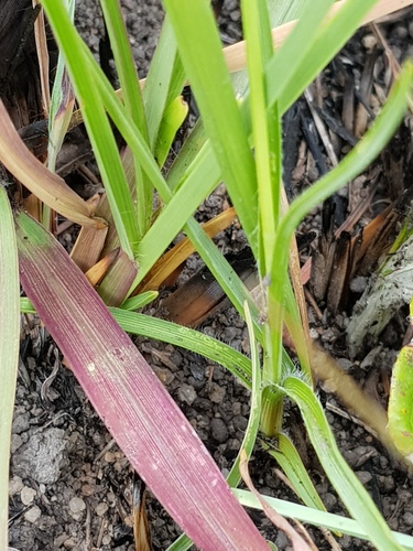 Chlorophytum fasciculatum — photo