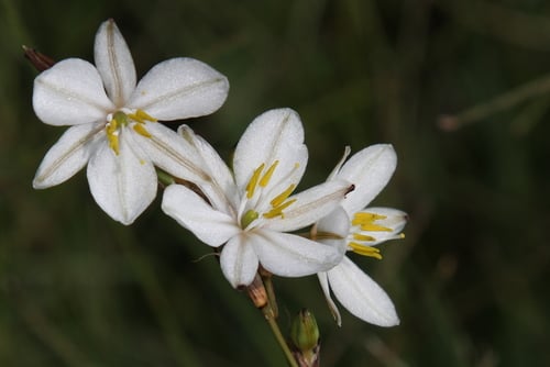 Chlorophytum fasciculatum