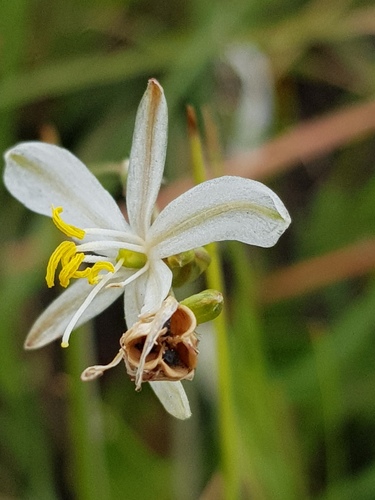 Chlorophytum fasciculatum — photo