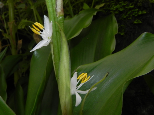 Chlorophytum glaucum — photo