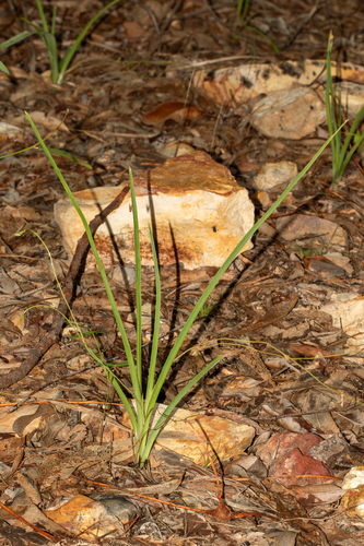 Chlorophytum laxum (Bichetii grass) — photo