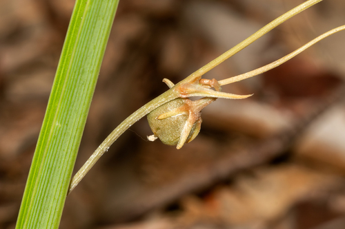 Chlorophytum laxum (Bichetii grass) — photo